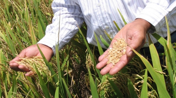 Instituciones presentan ventajas sistema intensivo de producción de arroz