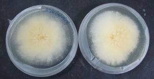 En cafetales de San Juan, investigadores del Idiaf identifican hongos parásitos asociados a la enfermedad de la Roya