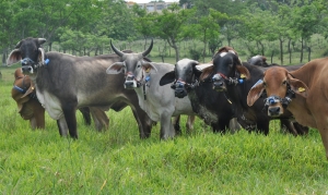 Idiaf estudia la cuantificación de gases con efecto invernadero en la ganadería dominicana