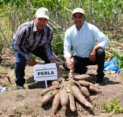 En región sur, Idiaf presenta variedades de yuca para consumo fresco y procesamiento industrial