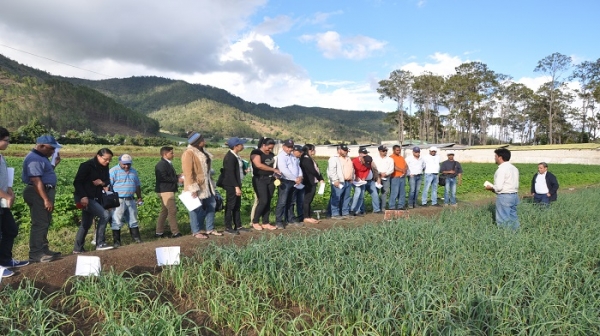 Productores de ajo de Constanza, reciben explicaciones sobre la importancia de la conservación de las variedades comerciales de ajo y la producción de semilla de calidad.