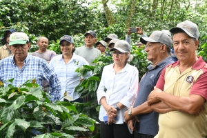 IDIAF impulsa la innovación en café con nuevas variedades y tecnologías de poda en Altamira, Puerto Plata