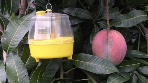 Idiaf, Mescyt y Clúster del Mango aumentarán competitividad del mango dominicano