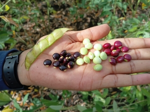 IDIAF presenta tecnolog&iacute;as para el manejo del cultivo de habichuela durante d&iacute;a de campo en San Juan