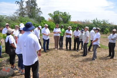 Ejecutivos de National Mango Board y Cluster del Mango Dominicano visitan estación de frutales del Idiaf