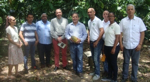 Evaluarán contenido de polifenoles en clones de cacao del país