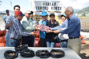 Instituciones entregan semilla de papa de calidad a productores